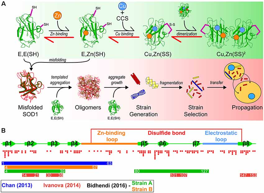 Detection of Prions in a Cadaver for Anatomical Practice