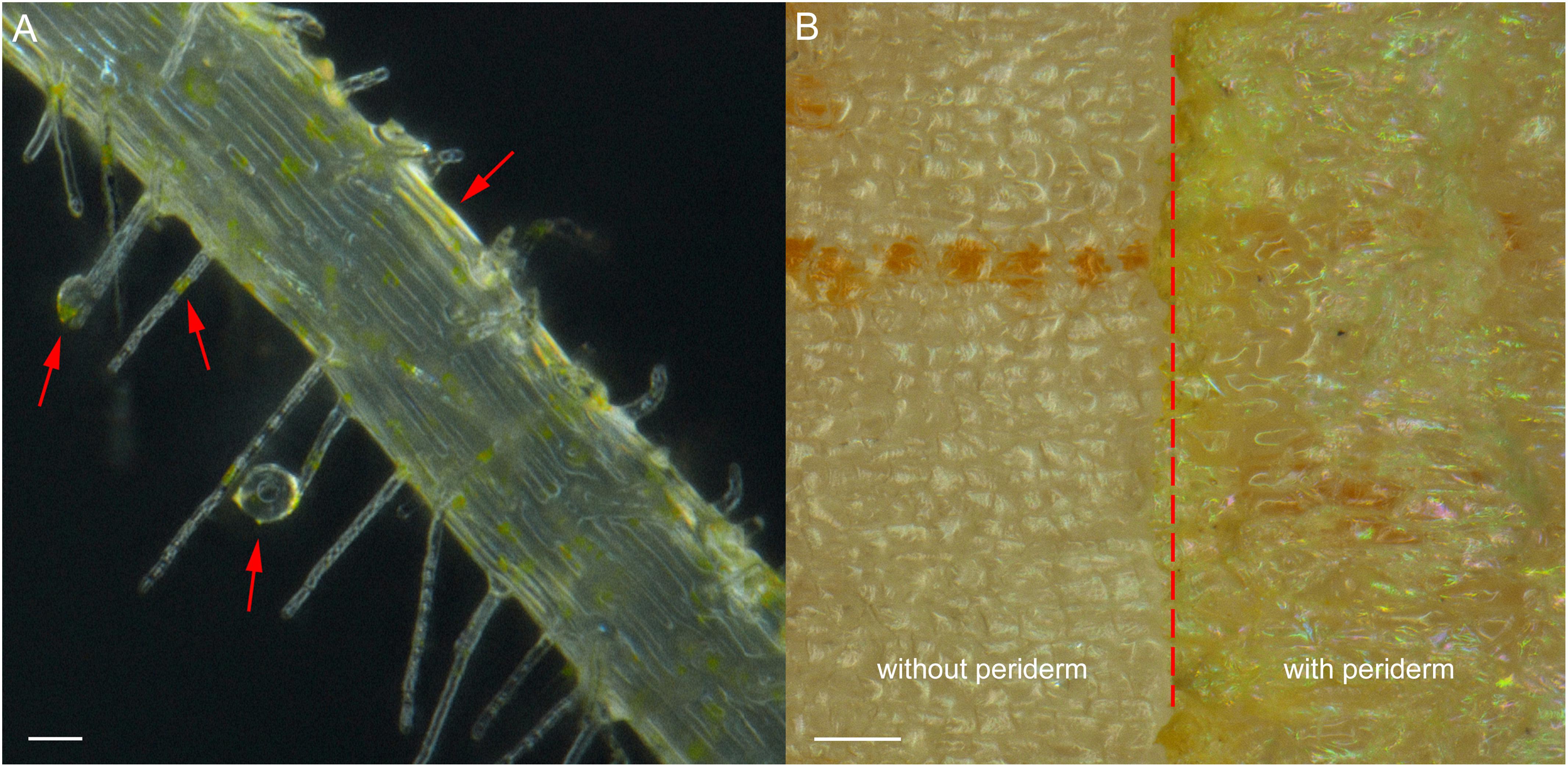 Frontiers Rehmannia Glutinosa Replant Issues Root Exudate Rhizobiome Interactions Clearly Influence Replant Success Microbiology