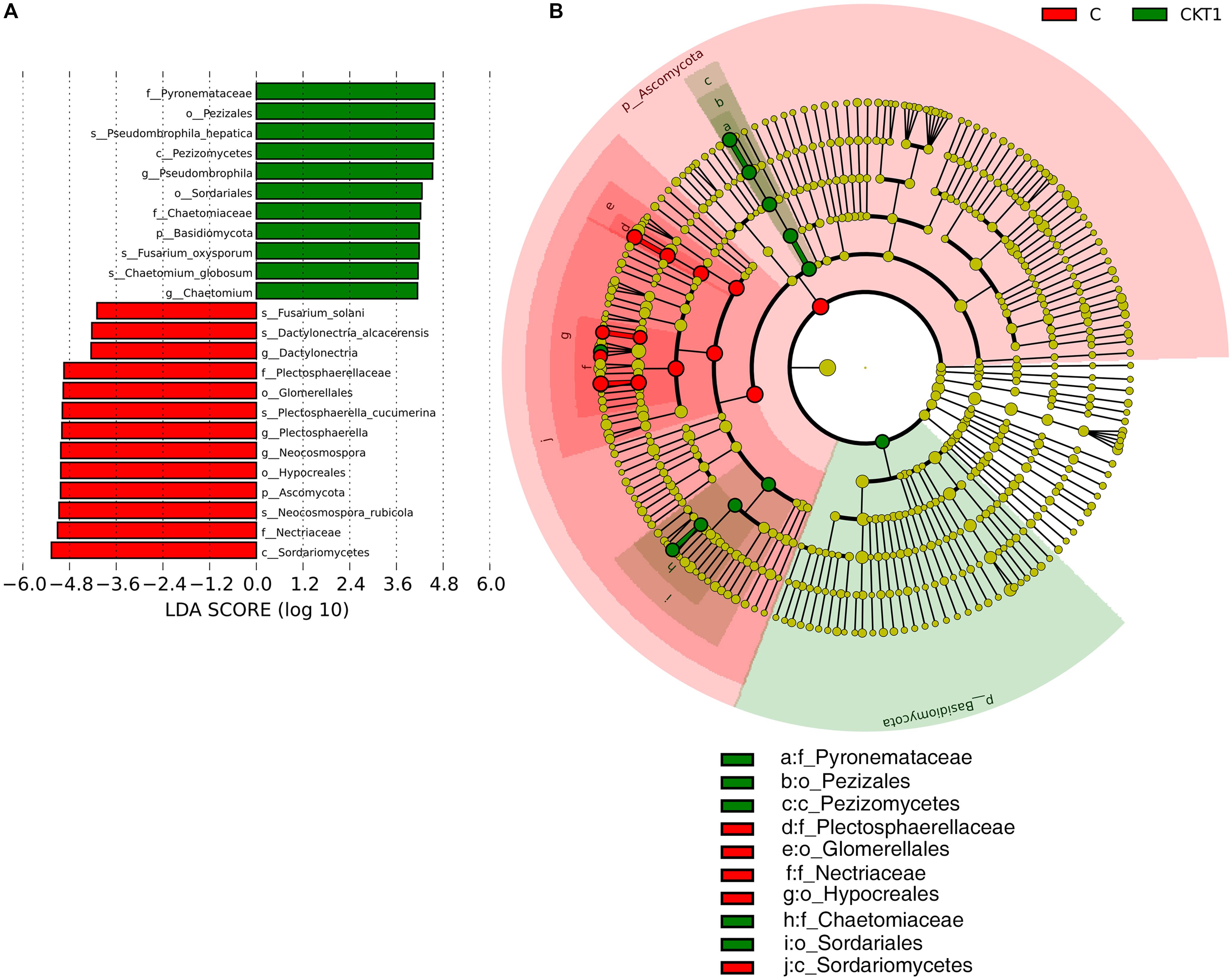 Frontiers Rehmannia Glutinosa Replant Issues Root Exudate Rhizobiome Interactions Clearly Influence Replant Success Microbiology