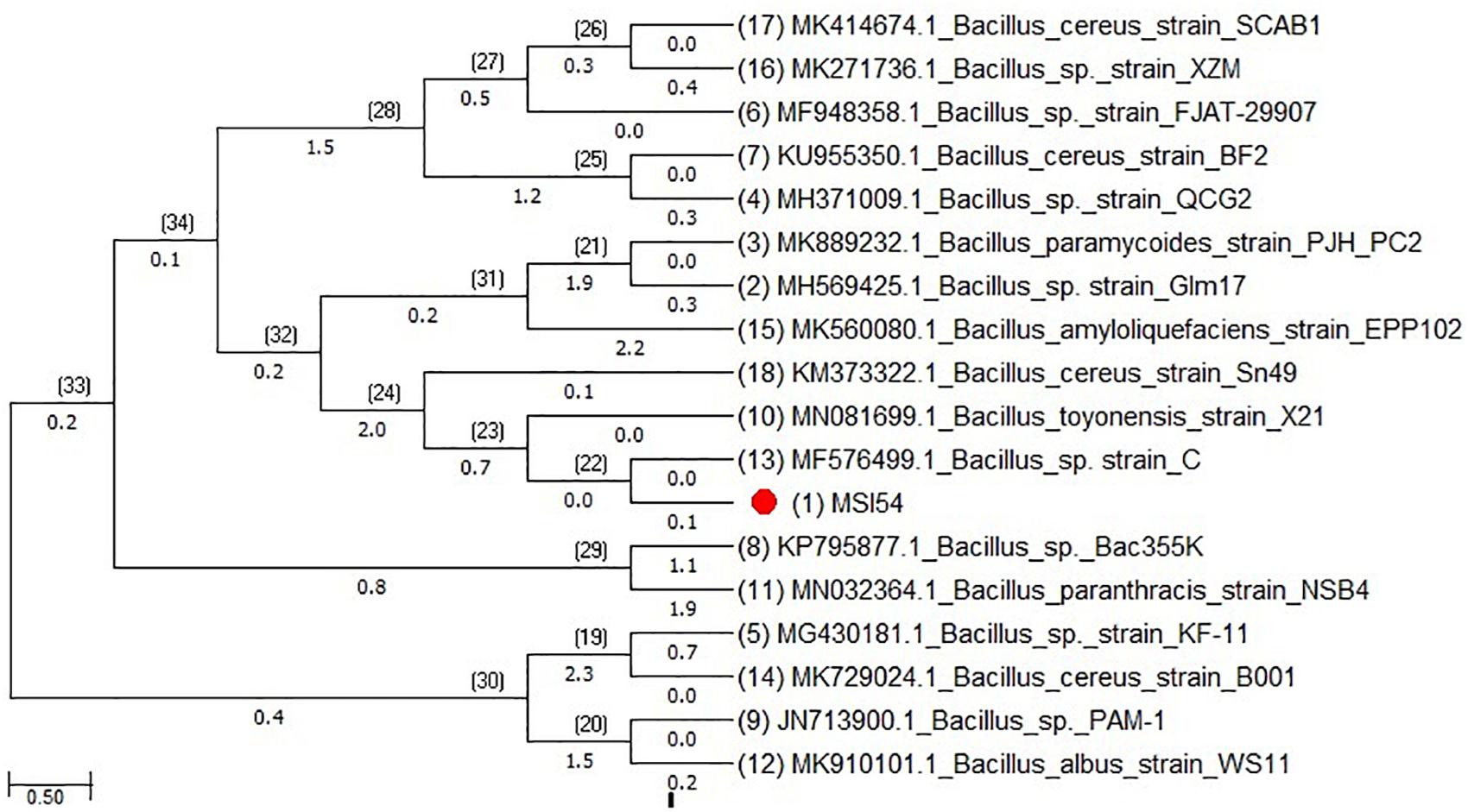 Frontiers Revealing The Efficacy Of Thermostable Biosurfactant In Heavy Metal Bioremediation And Surface Treatment In Vegetables Microbiology