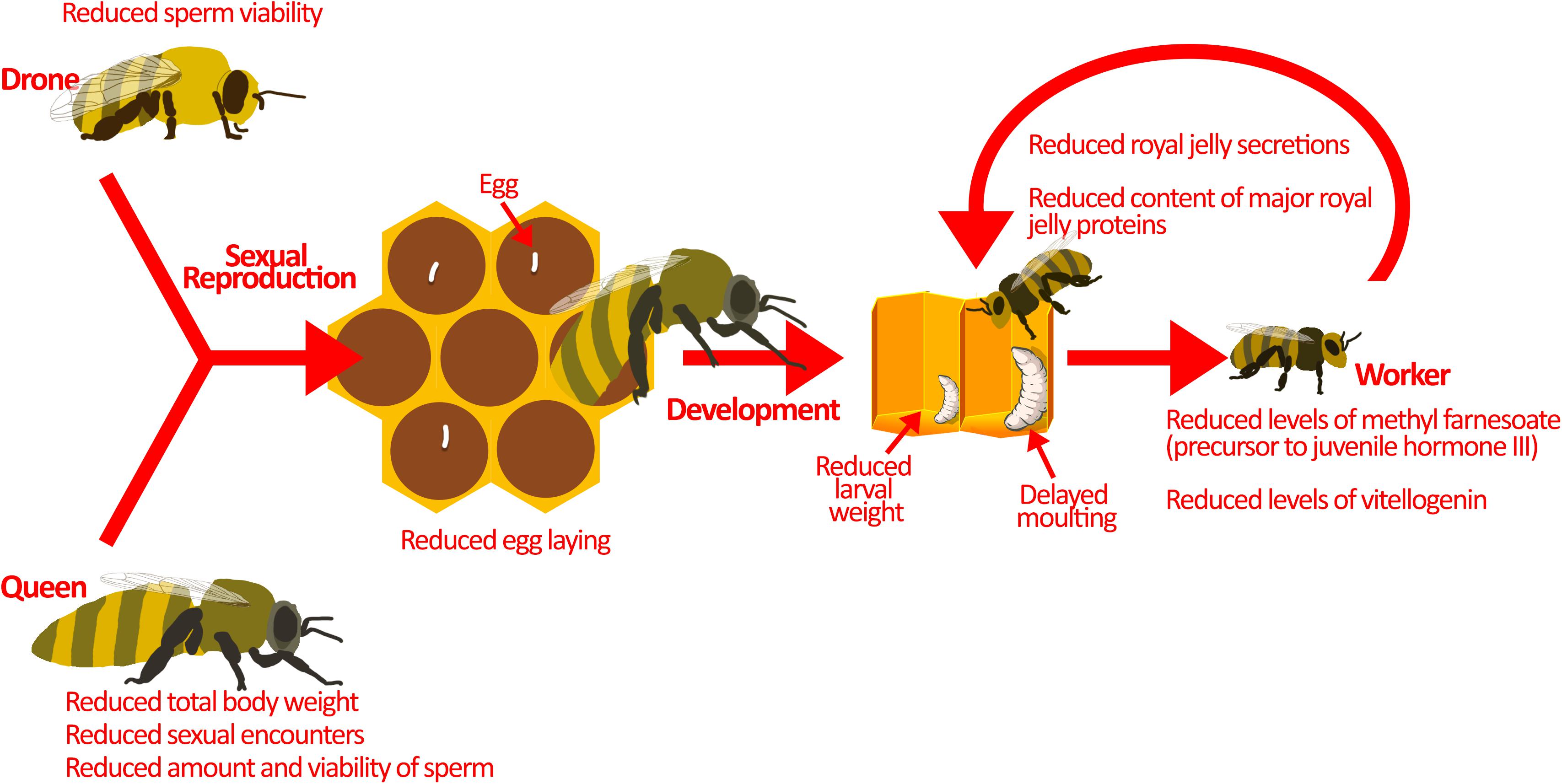 Heatwave-like events affect drone production and brood-care behaviour in  bumblebees [PeerJ]