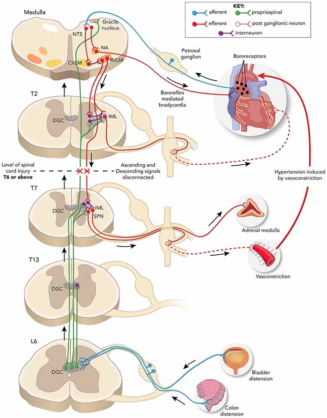 what differentiates an autonomic reflex from a somatic reflex