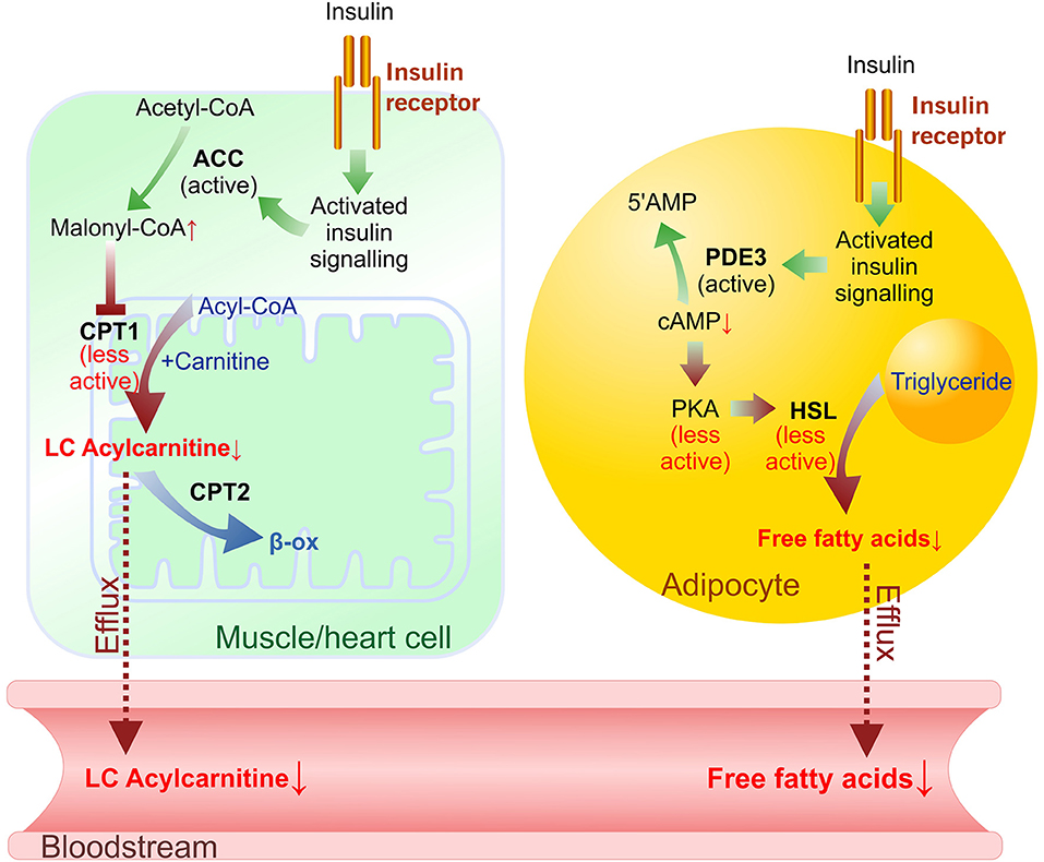 Sex Difference In Mouse Metabolic Response To Erythropoietin