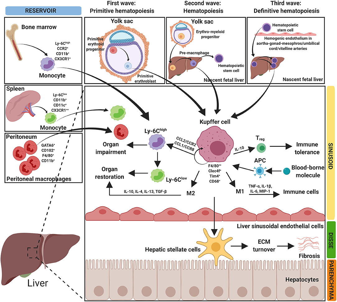 cancer hepatic primitiv