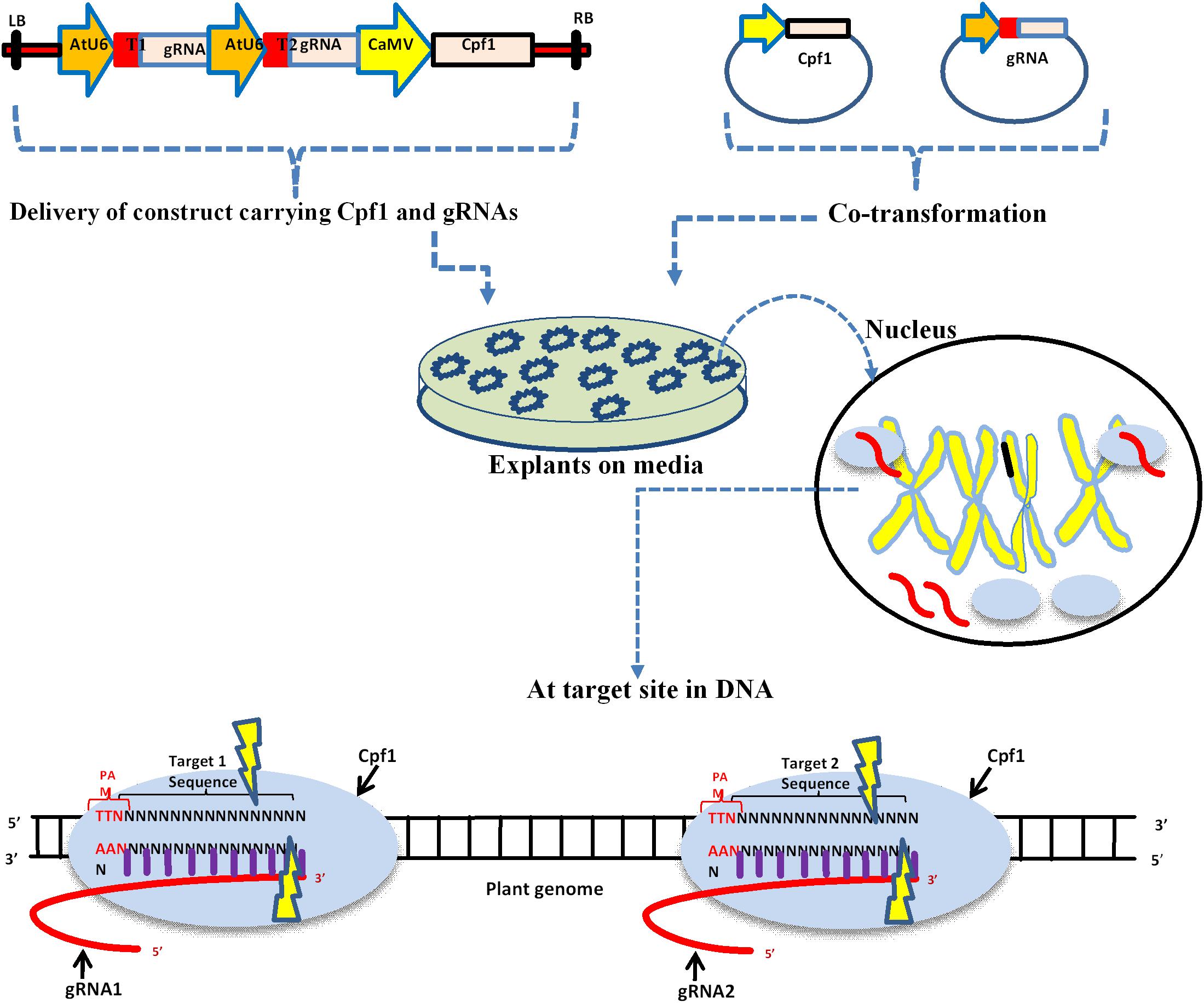 Frontiers The Rise Of The Crispr Cpf1 System For Efficient Genome Editing In Plants Plant Science