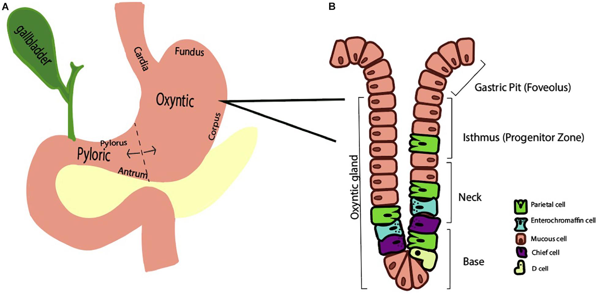 gastric glands secrete