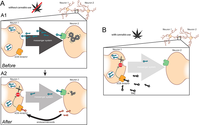 Figure 3 - The messenger systems and cannabis.