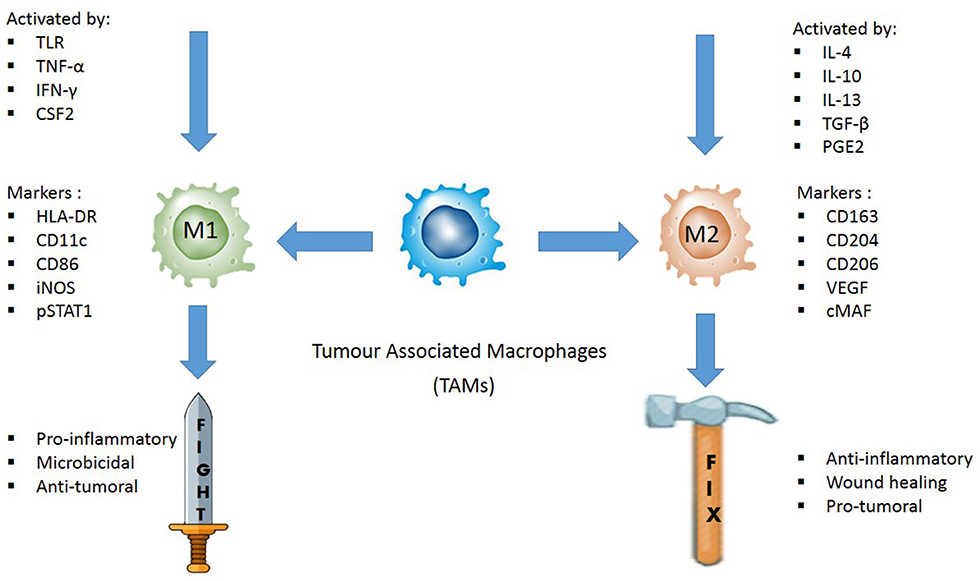 Rafflesia Arnoldi behang Wonen Frontiers | Evaluating the Polarization of Tumor-Associated Macrophages  Into M1 and M2 Phenotypes in Human Cancer Tissue: Technicalities and  Challenges in Routine Clinical Practice | Oncology