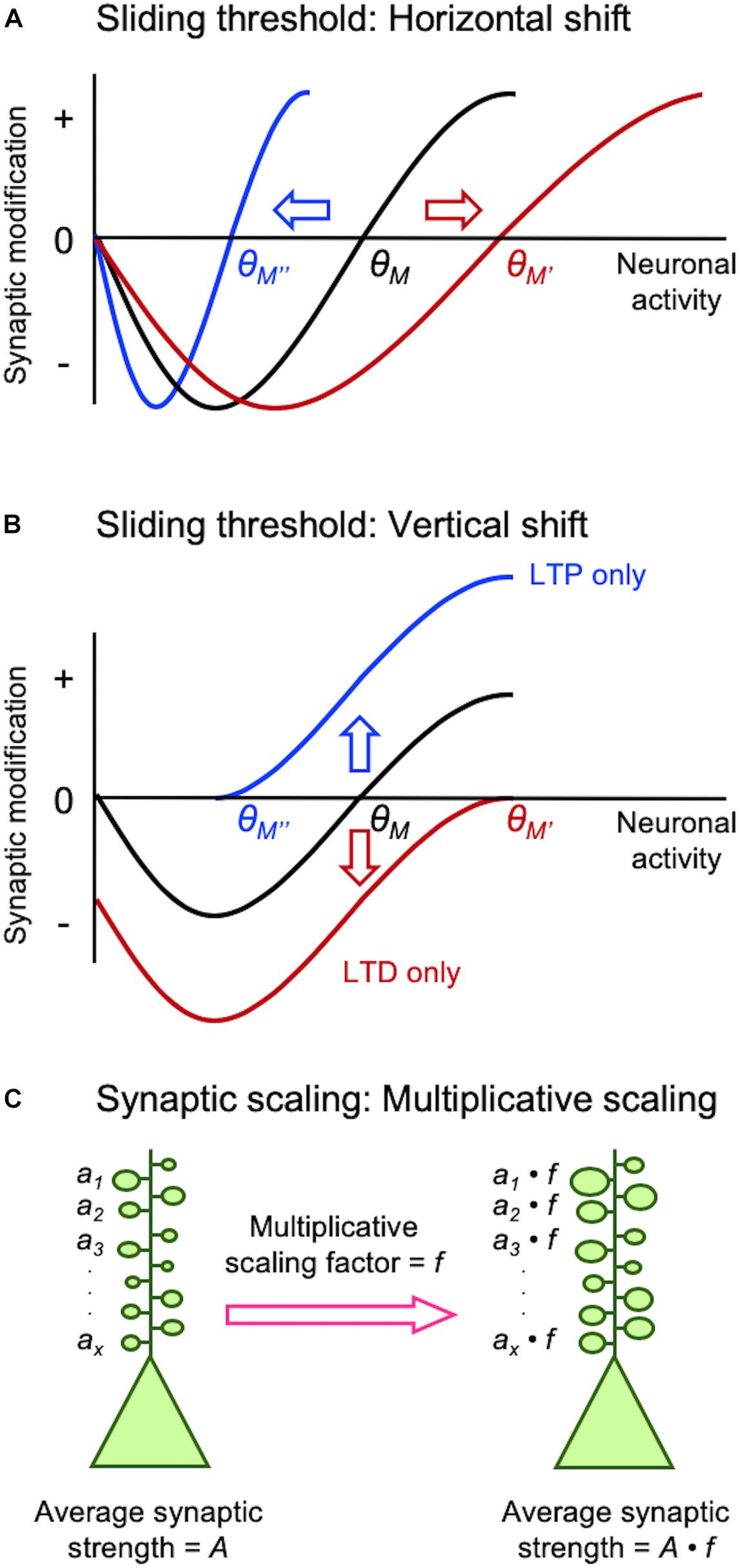 Frontiers  Cellular and Molecular Mechanisms of REM Sleep Homeostatic  Drive: A Plausible Component for Behavioral Plasticity