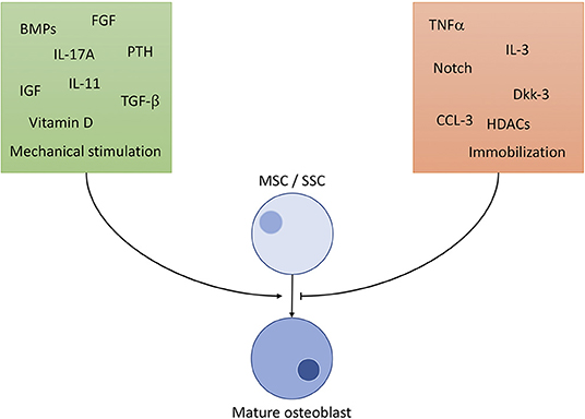 Frontiers Osteoimmunology A Current Update of the Interplay Between Bone and the Immune System
