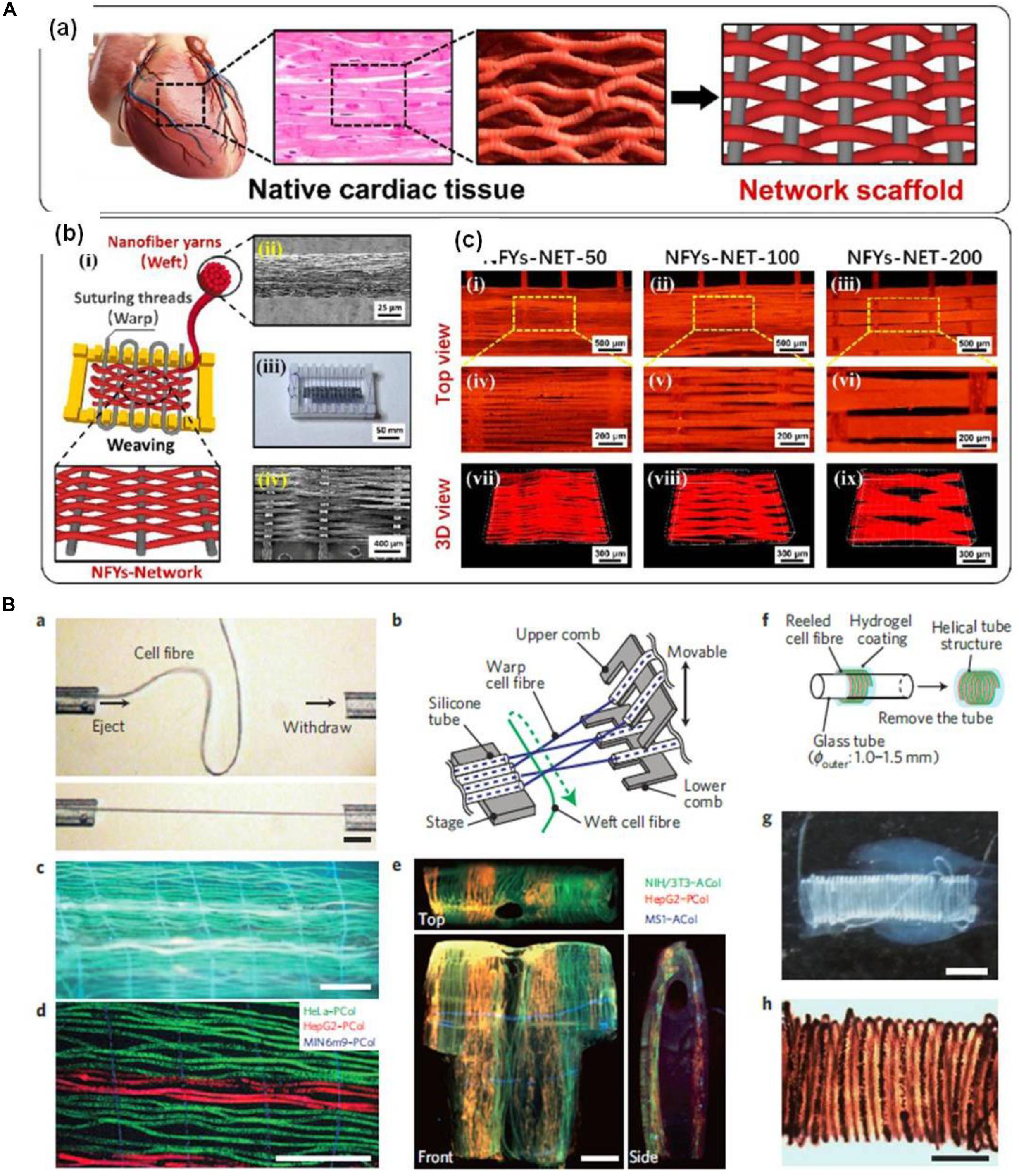 phd tissue engineering