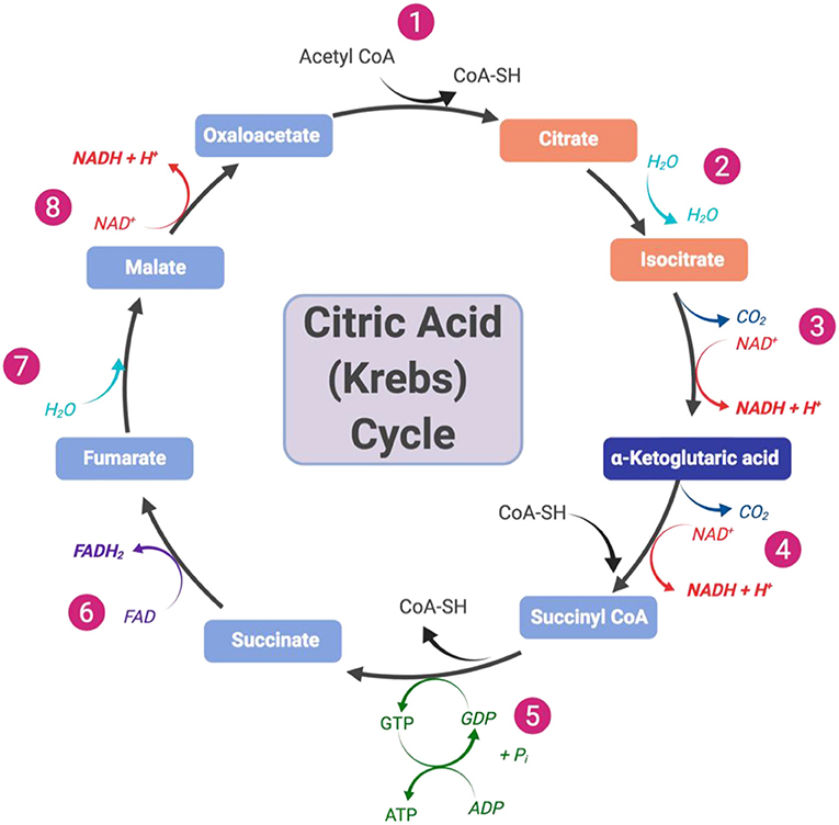 Figura 2 - Panoramica del ciclo dell'acido citrico (Krebs) che consiste in otto fasi.