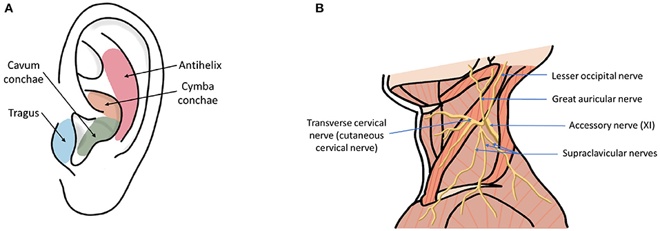 Vagus Nerve Stimulation Device