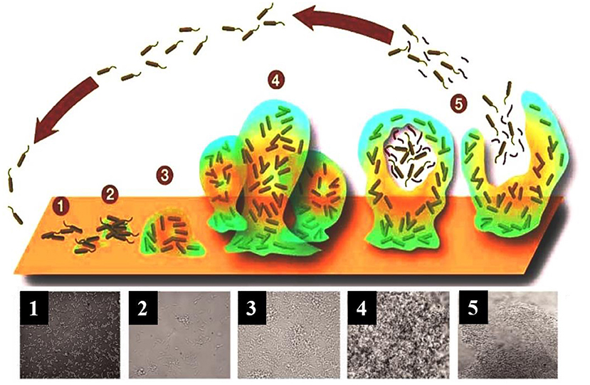 PDF) Action of disinfectant solutions on adaptive capacity and virulence  factors of the Candida spp. biofilms formed on acrylic resin