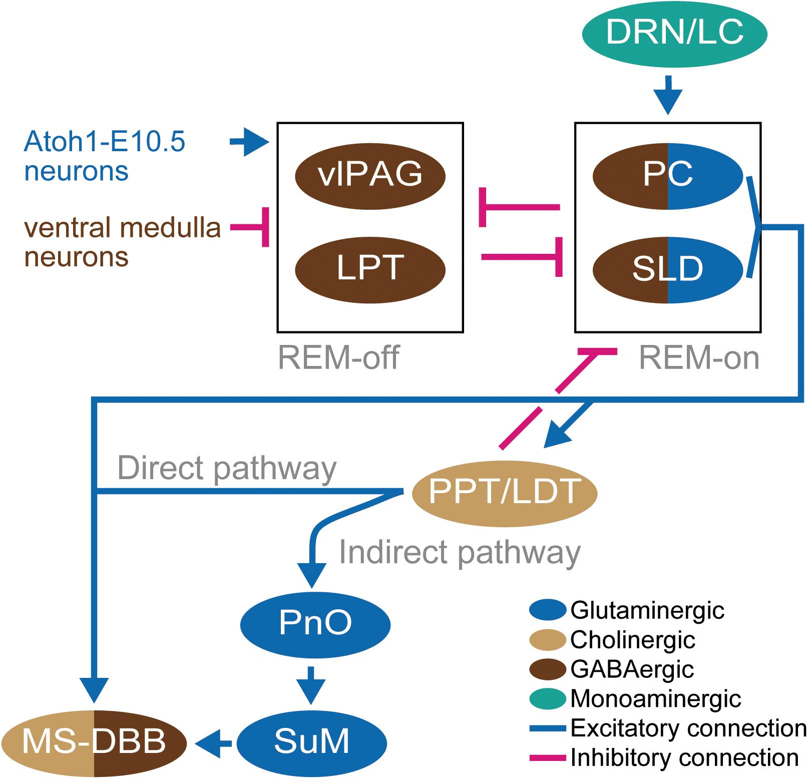 Frontiers  Cellular and Molecular Mechanisms of REM Sleep Homeostatic  Drive: A Plausible Component for Behavioral Plasticity