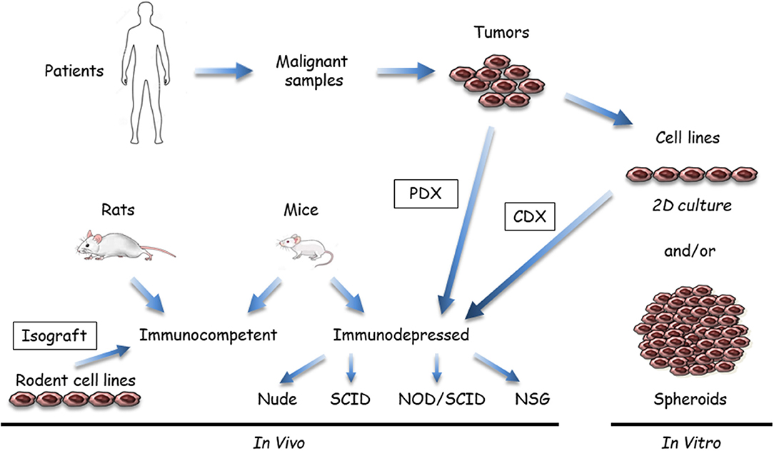 sarcomatoid mesothelioma life expectancy