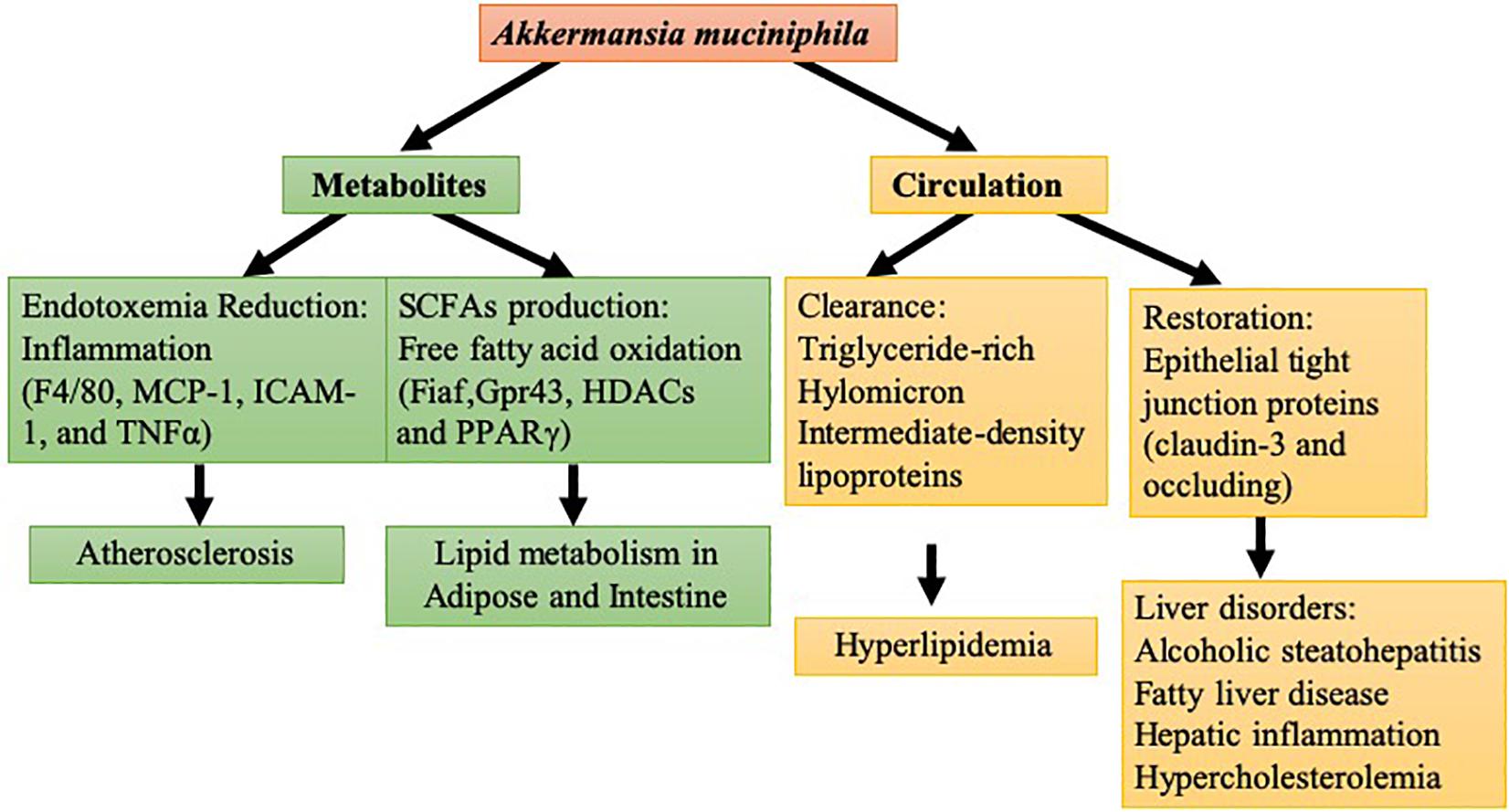 sagging fiber dvs. Frontiers | Function of Akkermansia muciniphila in Obesity: Interactions  With Lipid Metabolism, Immune Response and Gut Systems | Microbiology
