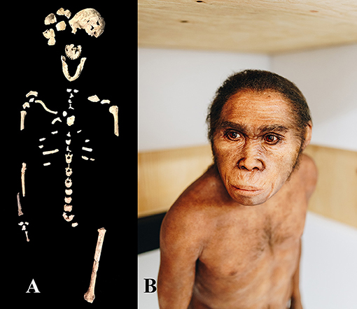 Figure 2 - (A) The skeleton of Neo from the Lesedi Chamber.
