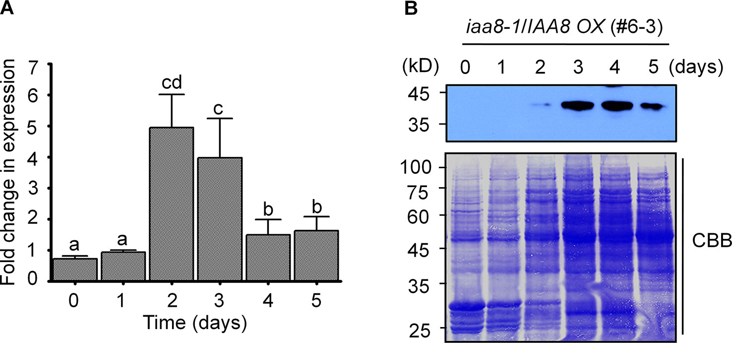 Frontiers The Auxin Signaling Repressor Iaa8 Promotes Seed Germination Through Down Regulation Of Abi3 Transcription In Arabidopsis Plant Science