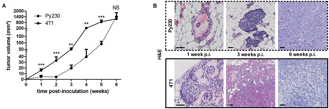 Frontiers Comparative Profiling Of Metastatic 4t1 Vs Non Metastatic Py230 Based Mammary Tumors In An Intraductal Model For Triple Negative Breast Cancer Immunology