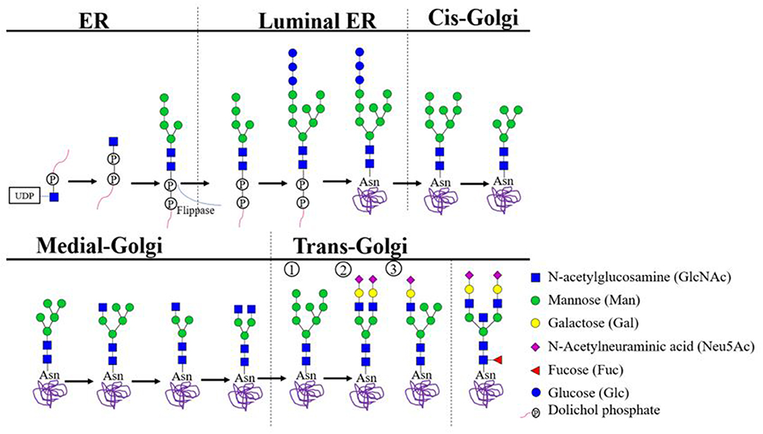 Frontiers  Unraveling cross-reactivity of anti-glycan IgG