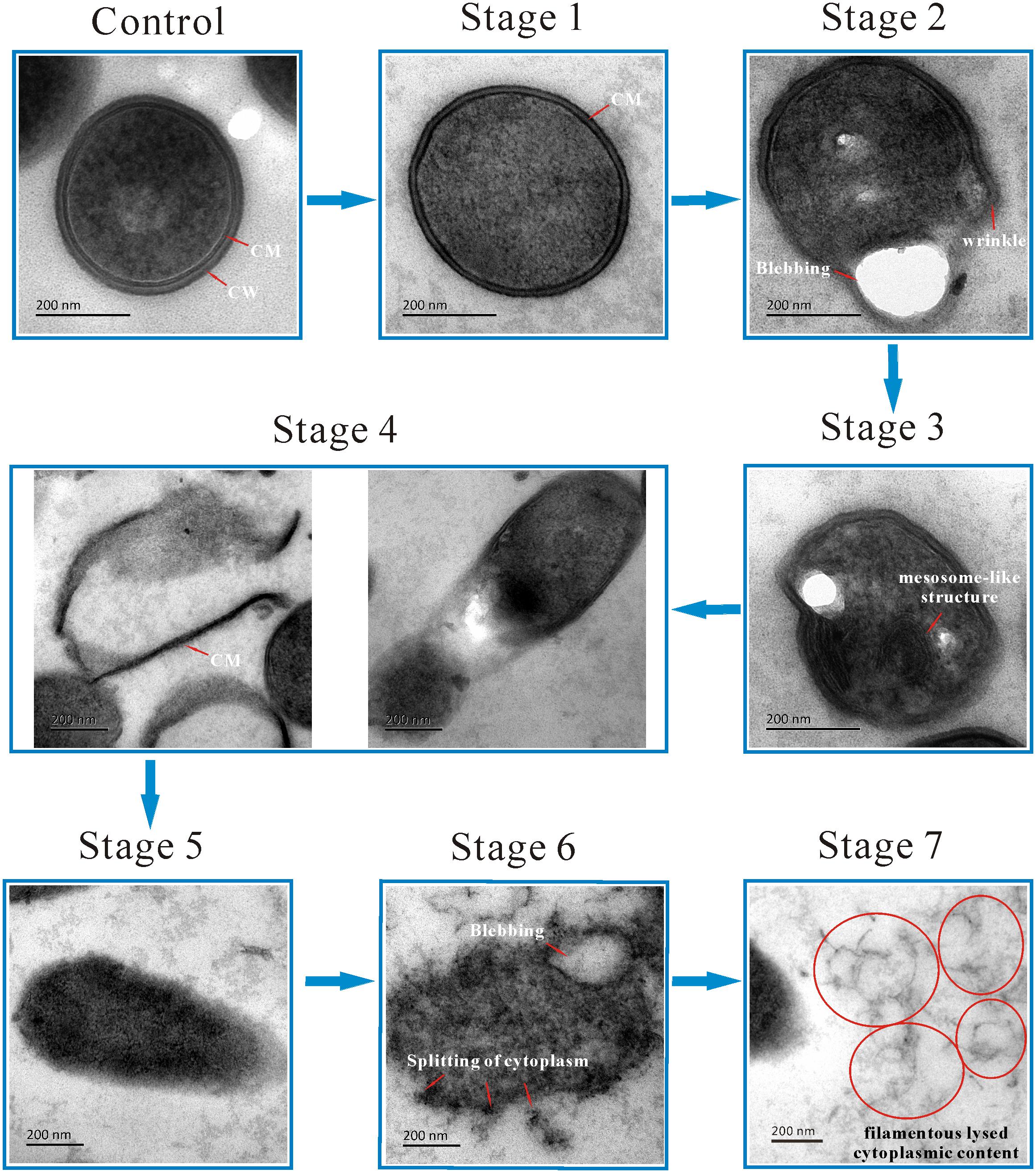Frontiers Anti Listeria Activities Of Linalool And Its Mechanism Revealed By Comparative Transcriptome Analysis Microbiology
