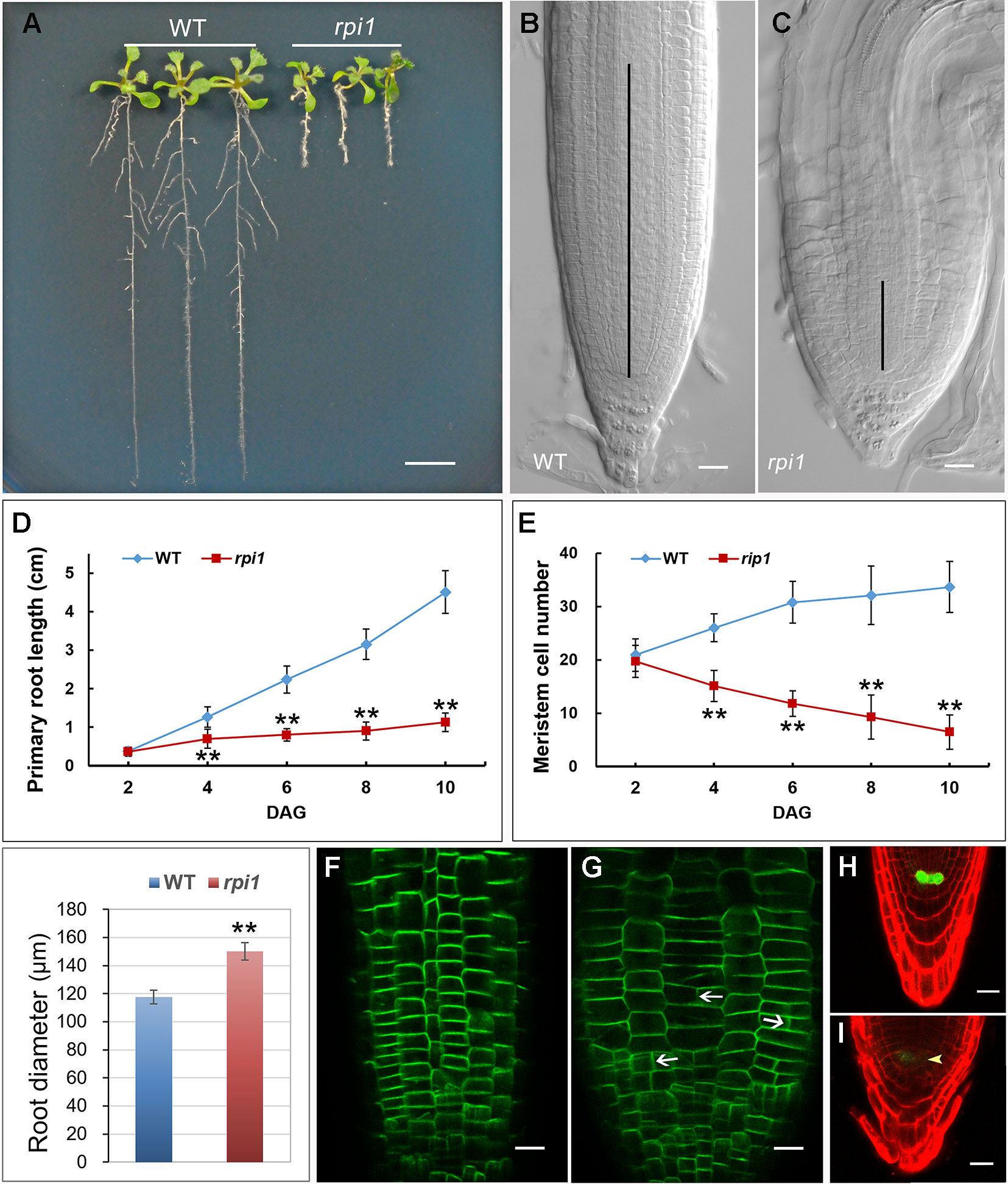 Stapes morphology (based on Hydropotes inermis NMB 9892). (A