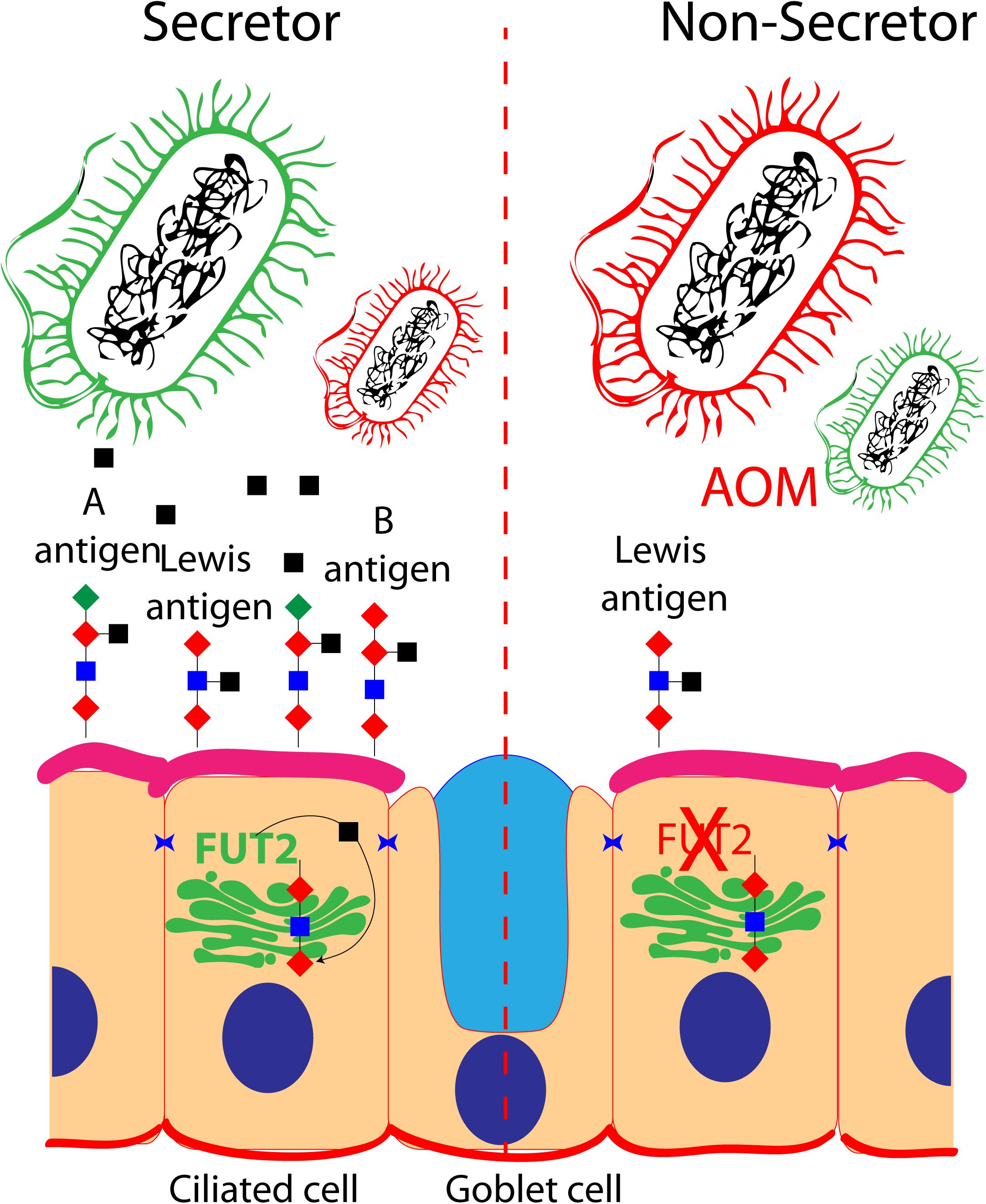 Frontiers | Genomics of Otitis Media (OM): Molecular Genetics Approaches to  Characterize Disease Pathophysiology