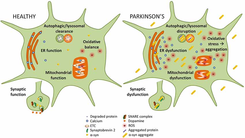 Frontiers  Lysosomal Diseases and Neuropsychiatry: Opportunities