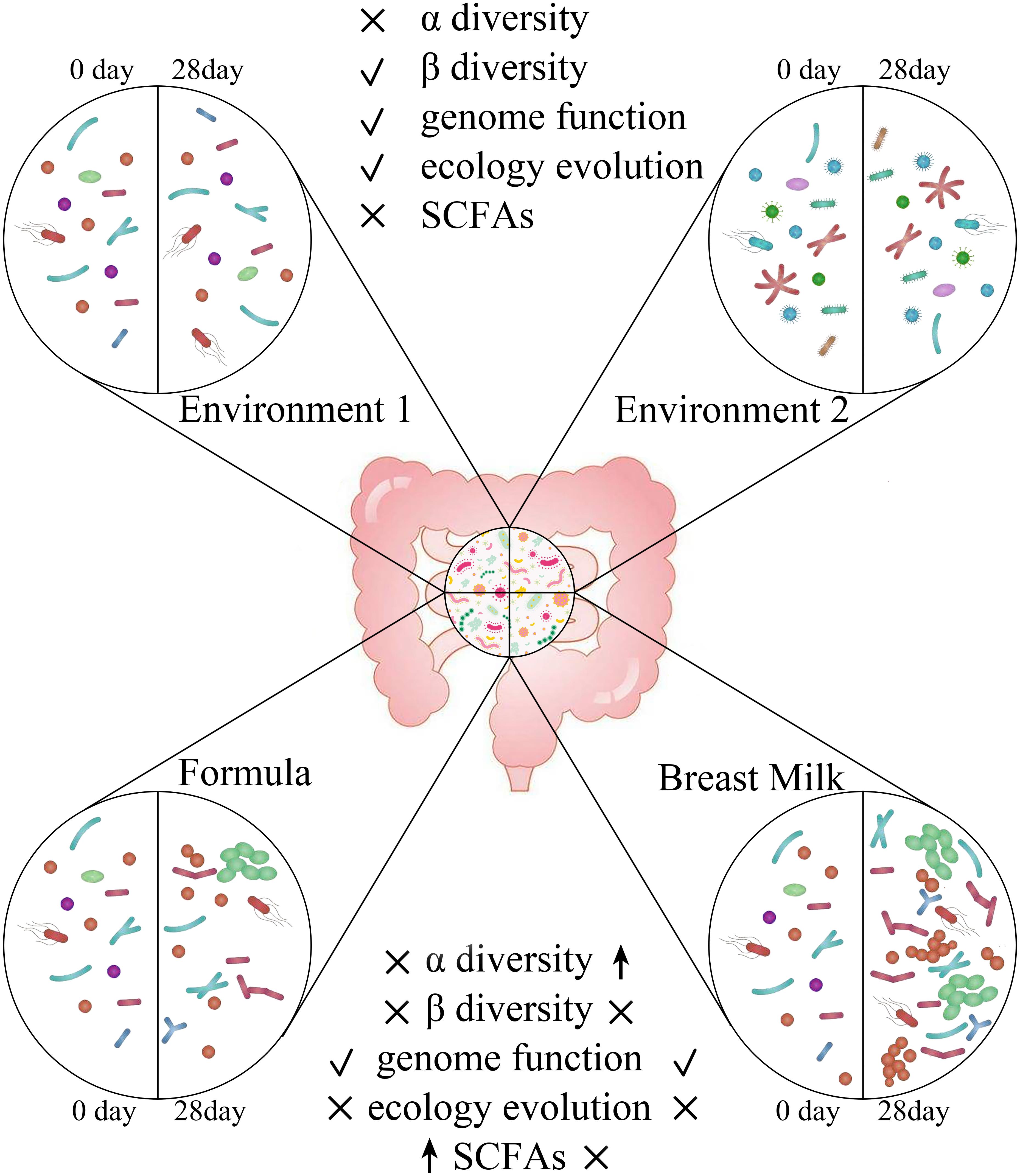 Frontiers Different Effects Of Premature Infant Formula And Breast