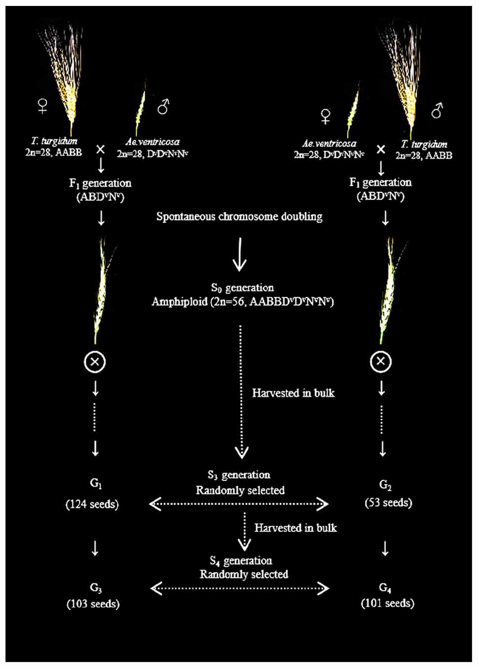 Frontiers Preferential Subgenome Elimination And Chromosomal Structural Changes Occurring In Newly Formed Tetraploid Wheat Aegilops Ventricosa Amphiploid bbdvdvnvnv Genetics