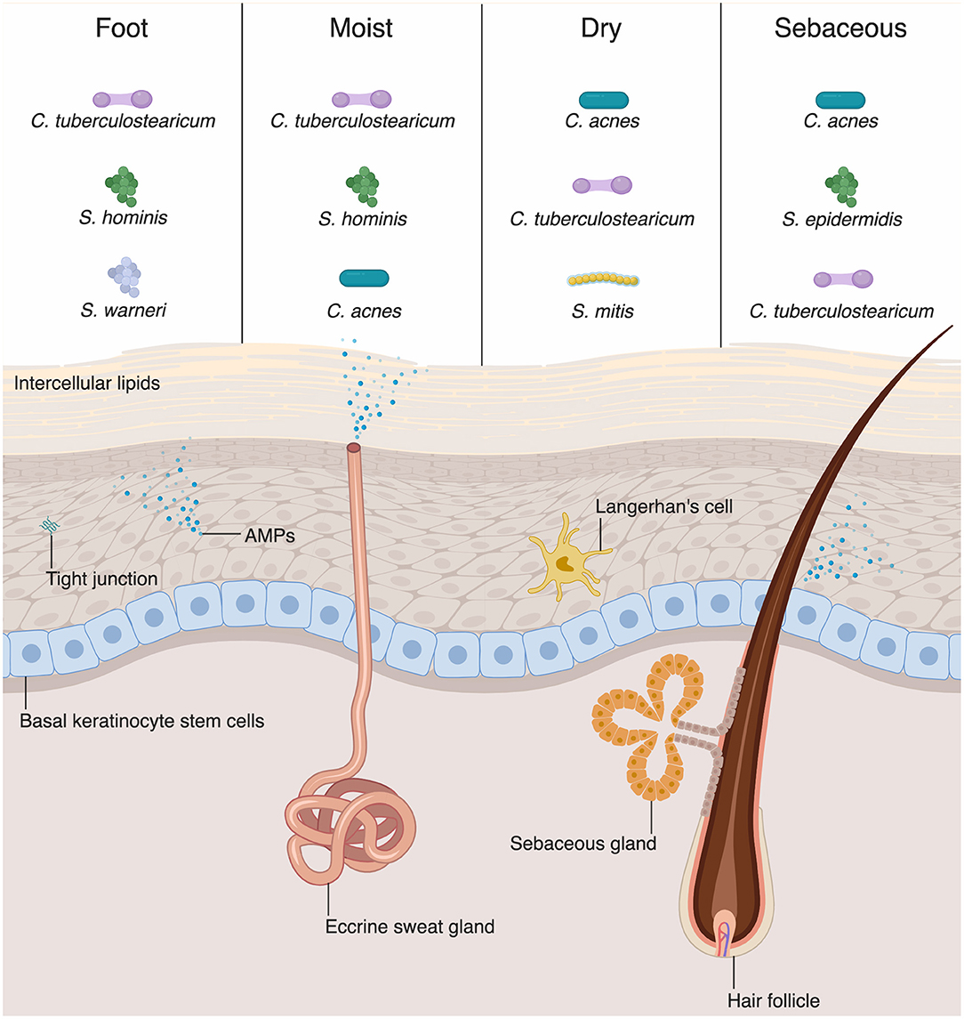 Staphylococcus aureus: A Blemish on Skin Immunity: Cell Host & Microbe