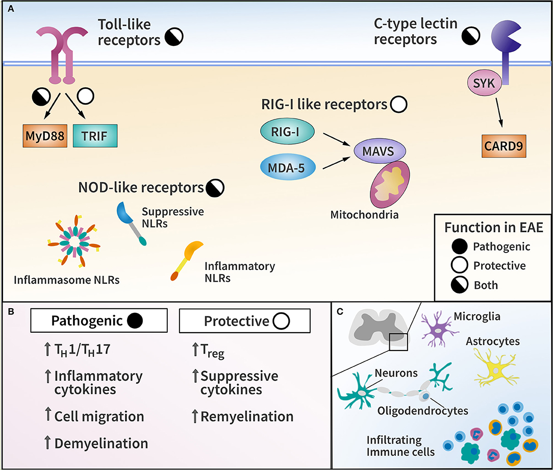 Frontiers Pattern Recognition Receptors in Multiple Sclerosis and Its