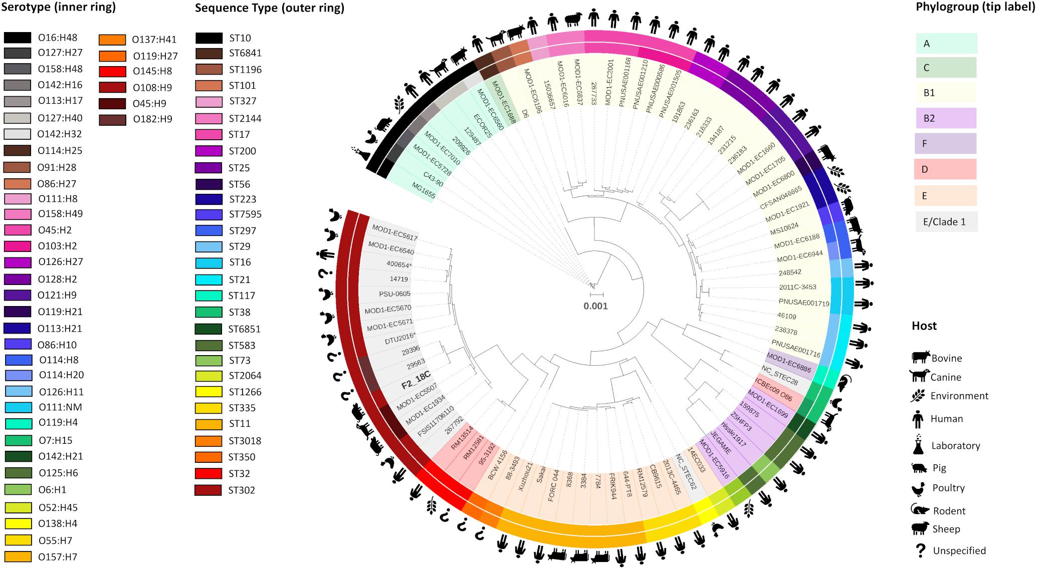 Frontiers Escherichia Coli St302 Genomic Analysis Of Virulence Potential And Antimicrobial Resistance Mediated By Mobile Genetic Elements Microbiology