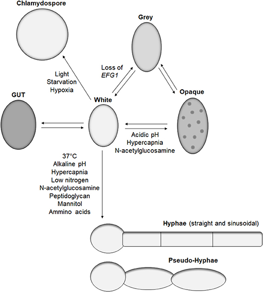 Candida Albicans Diagram