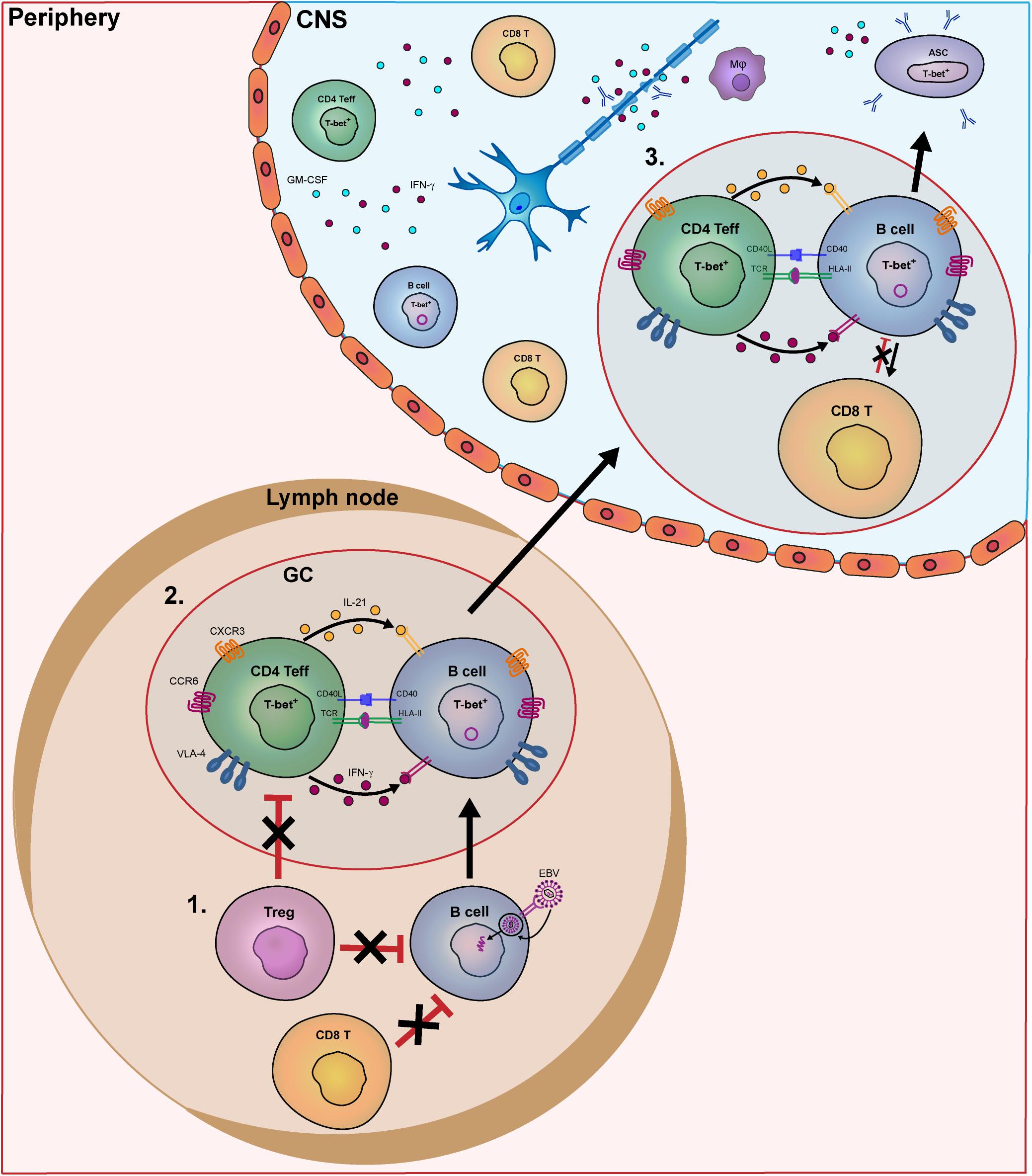Frontiers | B and T Cells Driving Multiple Sclerosis: Identity, Mechanisms  and Potential Triggers