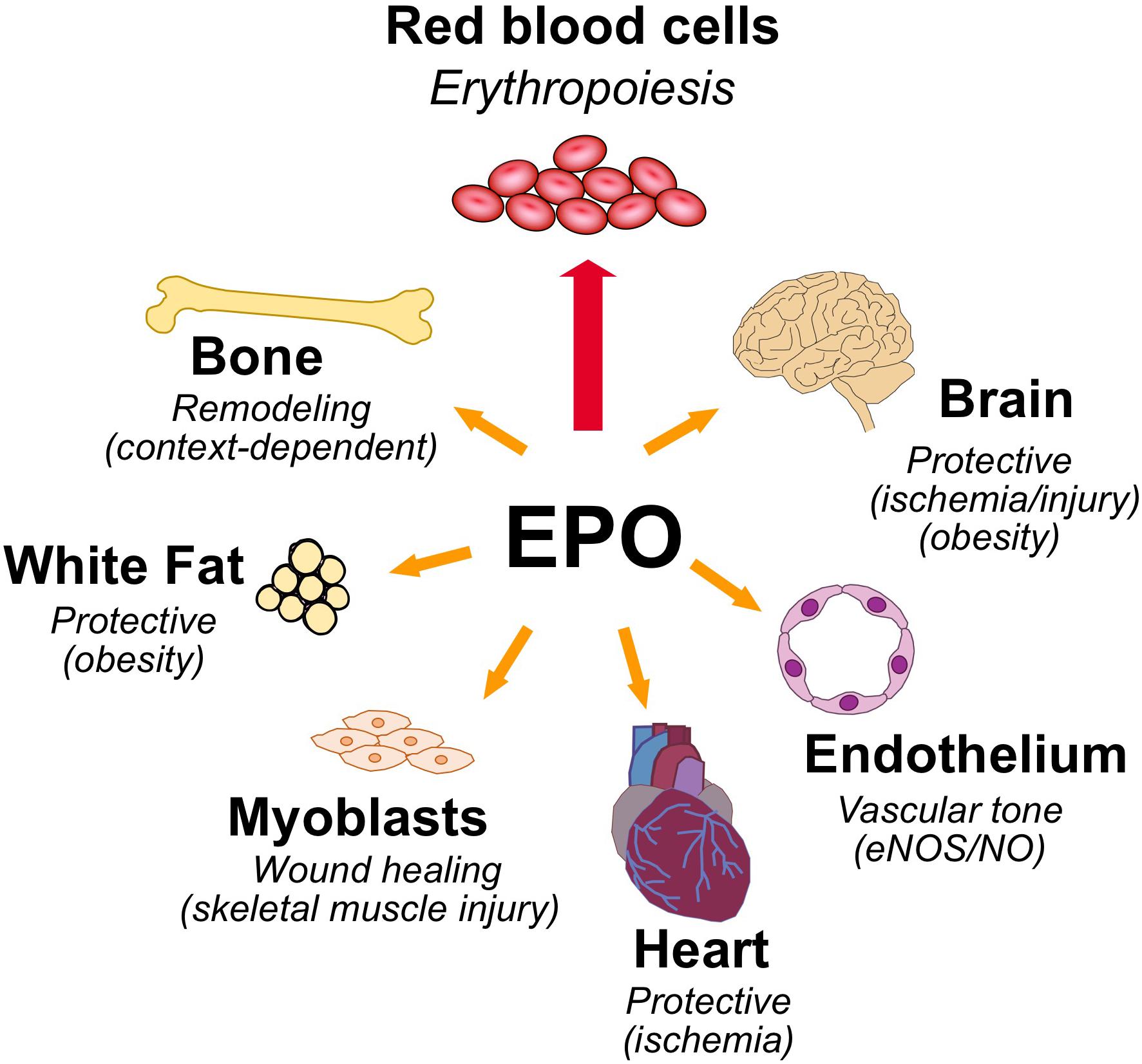 Co dělá erytropoetin?