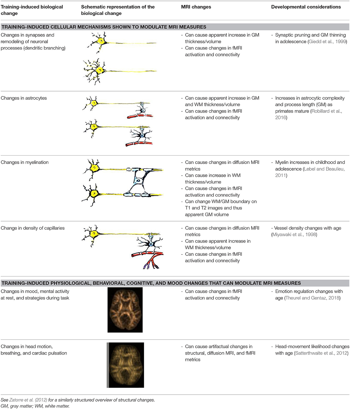 Frontiers Training Induced Neural Plasticity In Youth A Systematic Review Of Structural And Functional Mri Studies Human Neuroscience