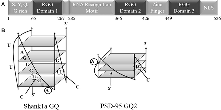Frontiers Fus Recognizes G Quadruplex Structures Within Neuronal Mrnas Molecular Biosciences