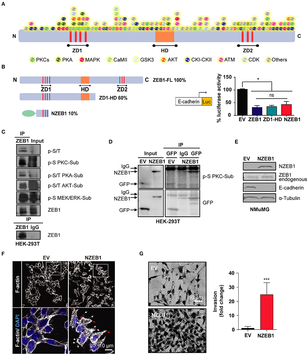 Fra-1/AP-1 induces EMT in mammary epithelial cells by modulating Zeb1/2 and  TGFβ expression