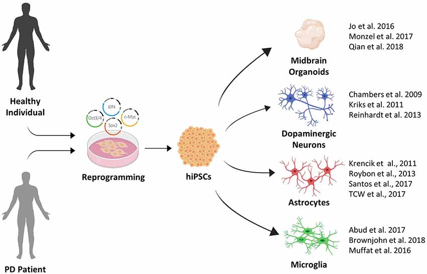 Frontiers Modeling Cell Cell Interactions In Parkinson S Disease Using Human Stem Cell Based Models Cellular Neuroscience