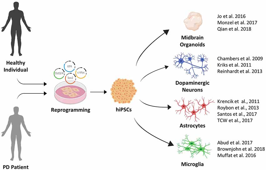 Frontiers Modeling Cell Cell Interactions In Parkinson S Disease Using Human Stem Cell Based Models Cellular Neuroscience Frontiers Modeling Cell Cell Interactions In Parkinson S Disease Using Human Stem Cell Based Models Cellular Neuroscience