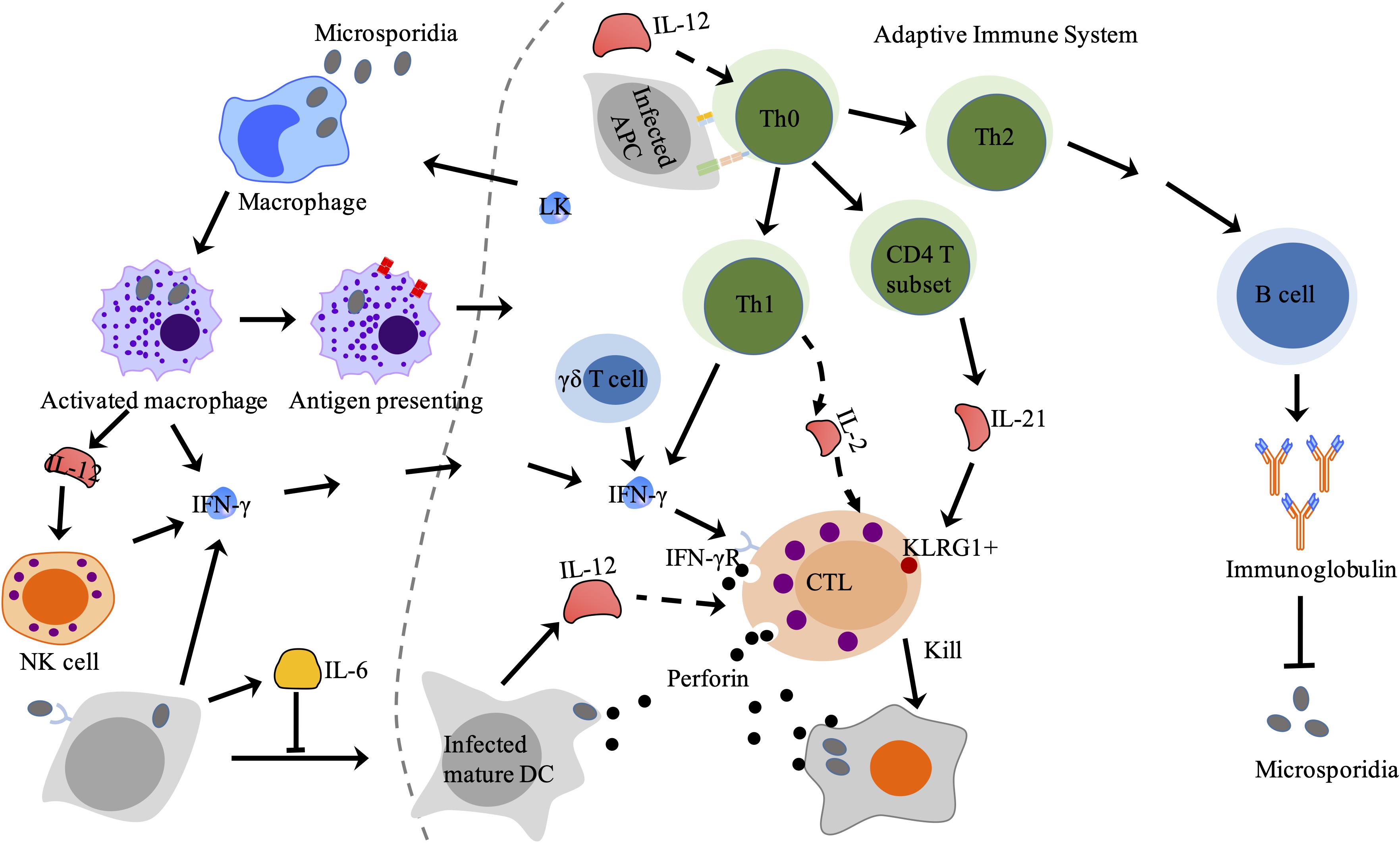 Frontiers Innate And Adaptive Immune Responses Against Microsporidia