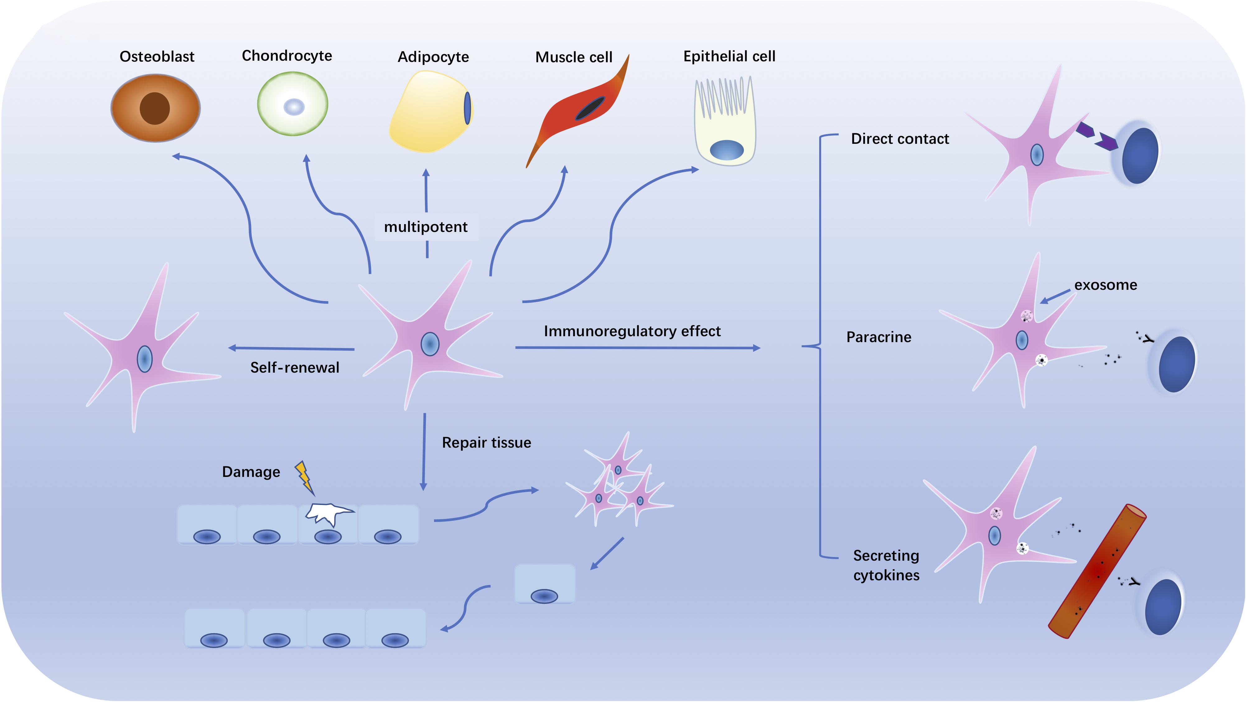stem cell treatment for lupus stem cell treatment for lupus