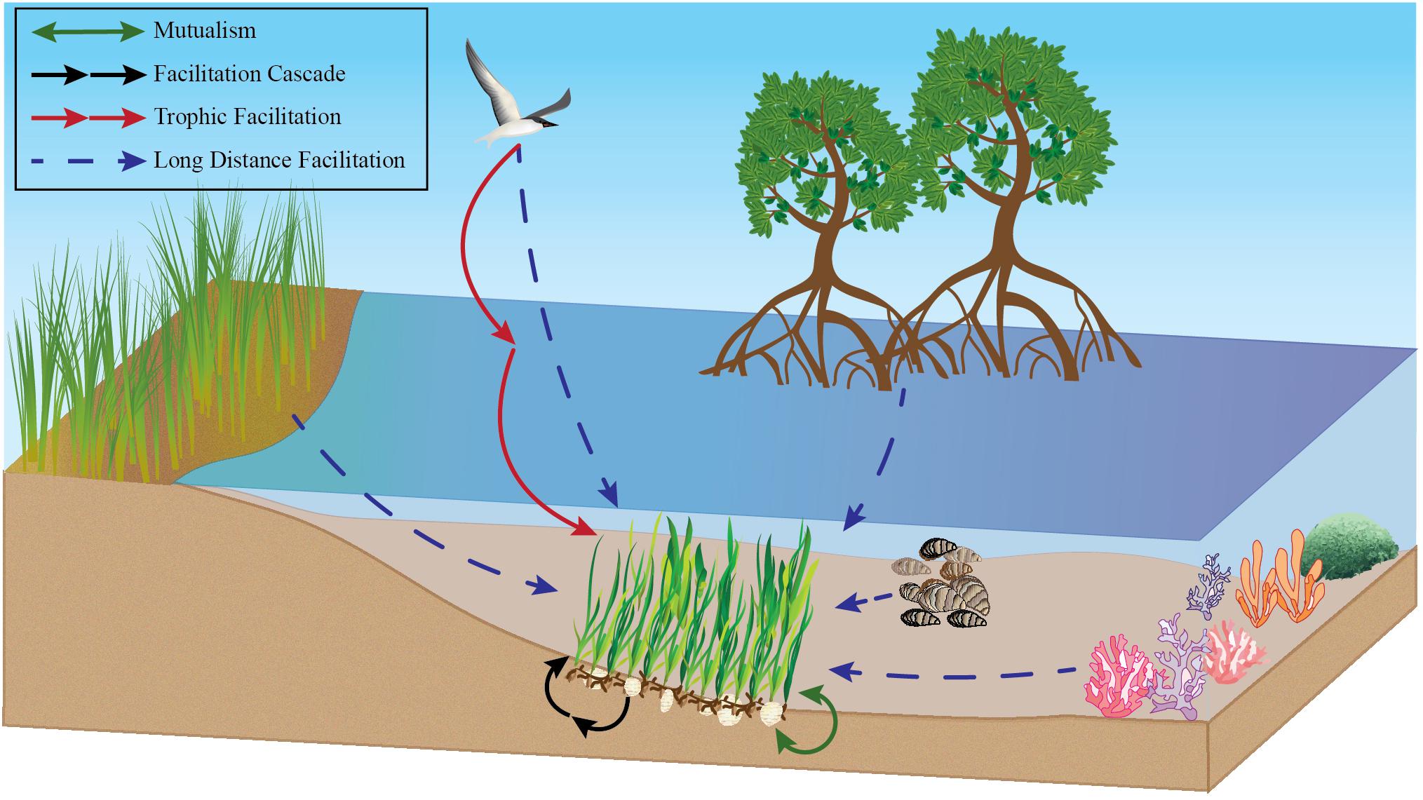 Seagrass Ecosystem of Lignumvitae Key