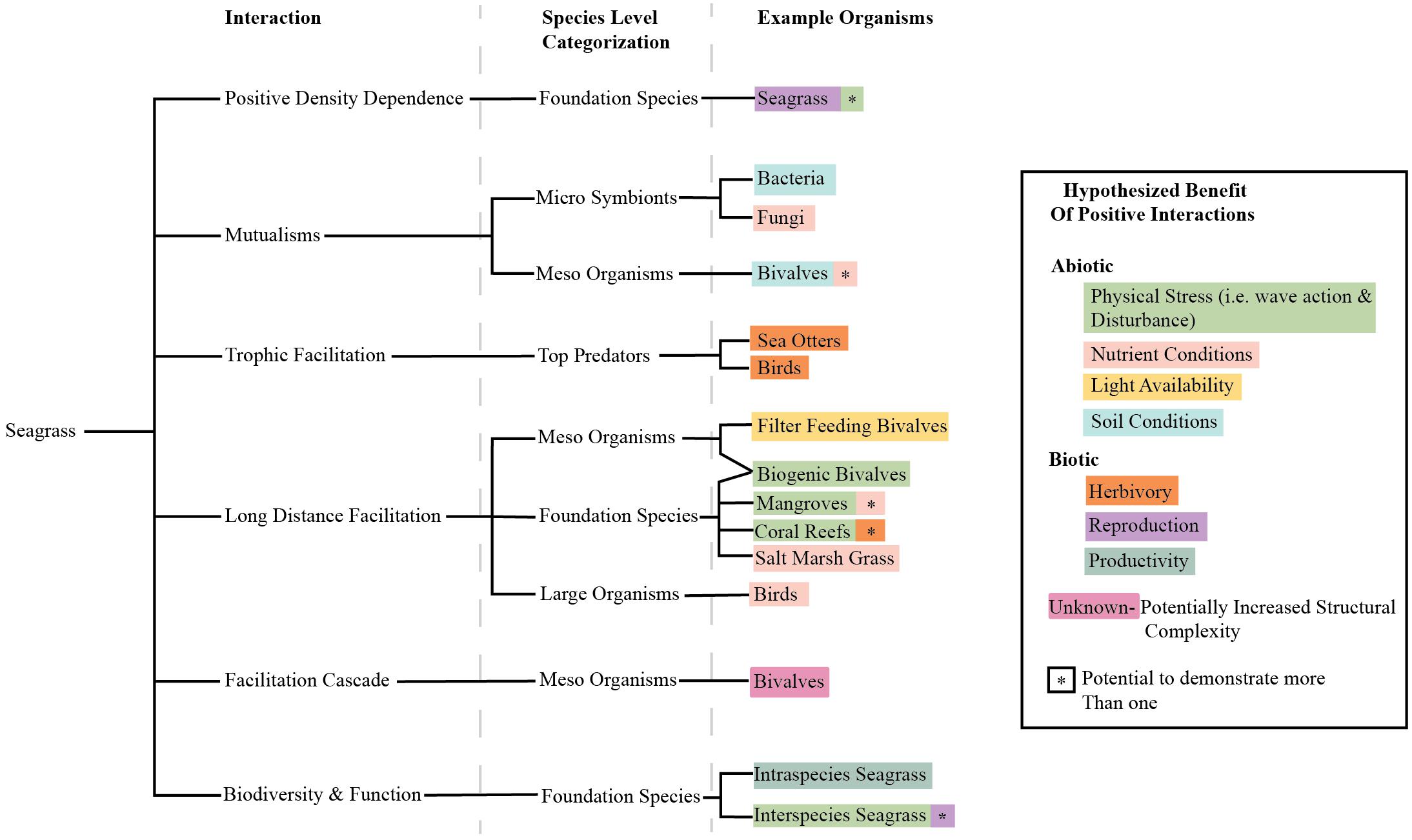 Integrative plant responses: How seagrasses adjust to light - Research  Outreach