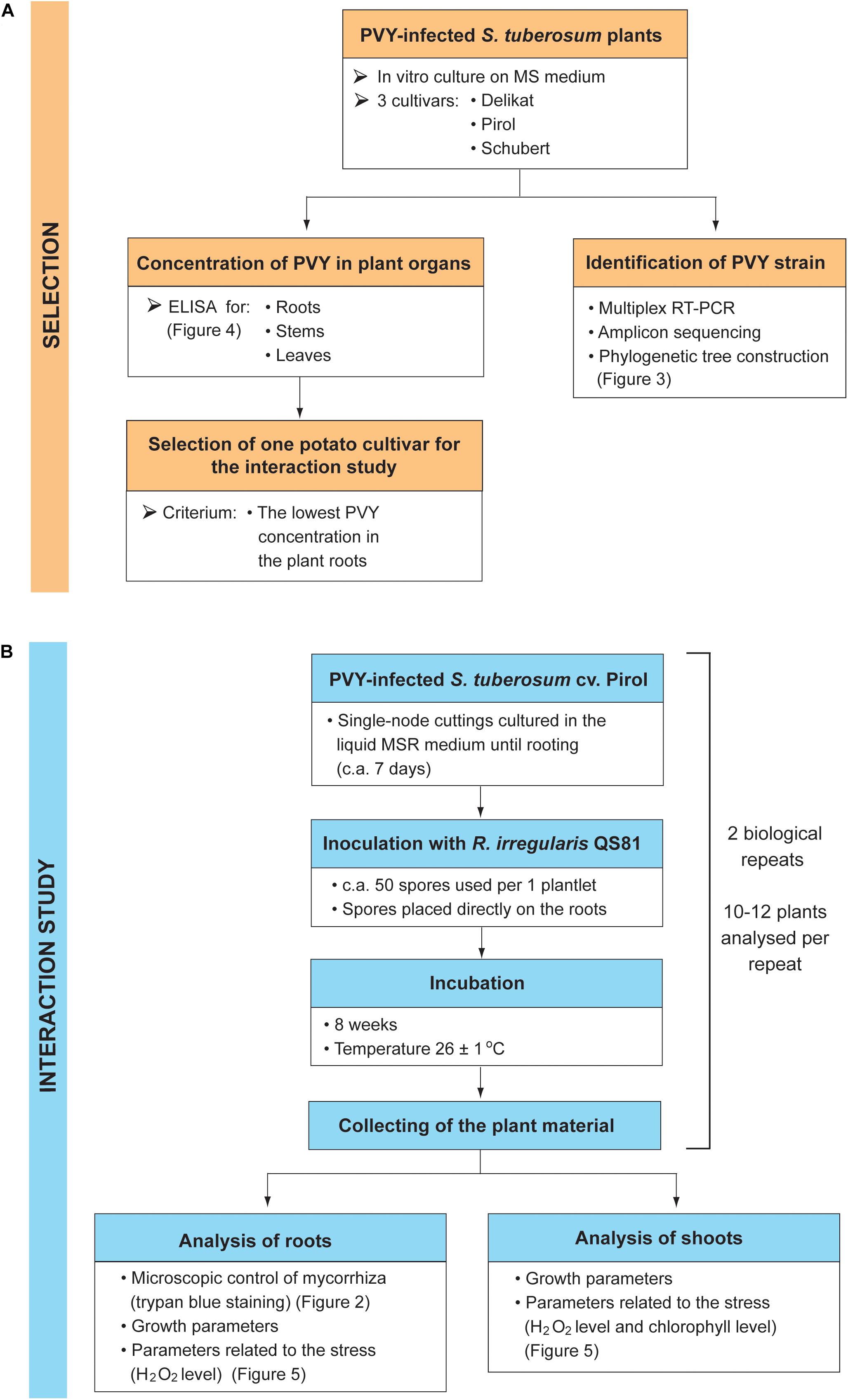 Frontiers Arbuscular Mycorrhiza Changes The Impact Of Potato Virus Y On Growth And Stress Tolerance Of Solanum Tuberosum L In Vitro Microbiology