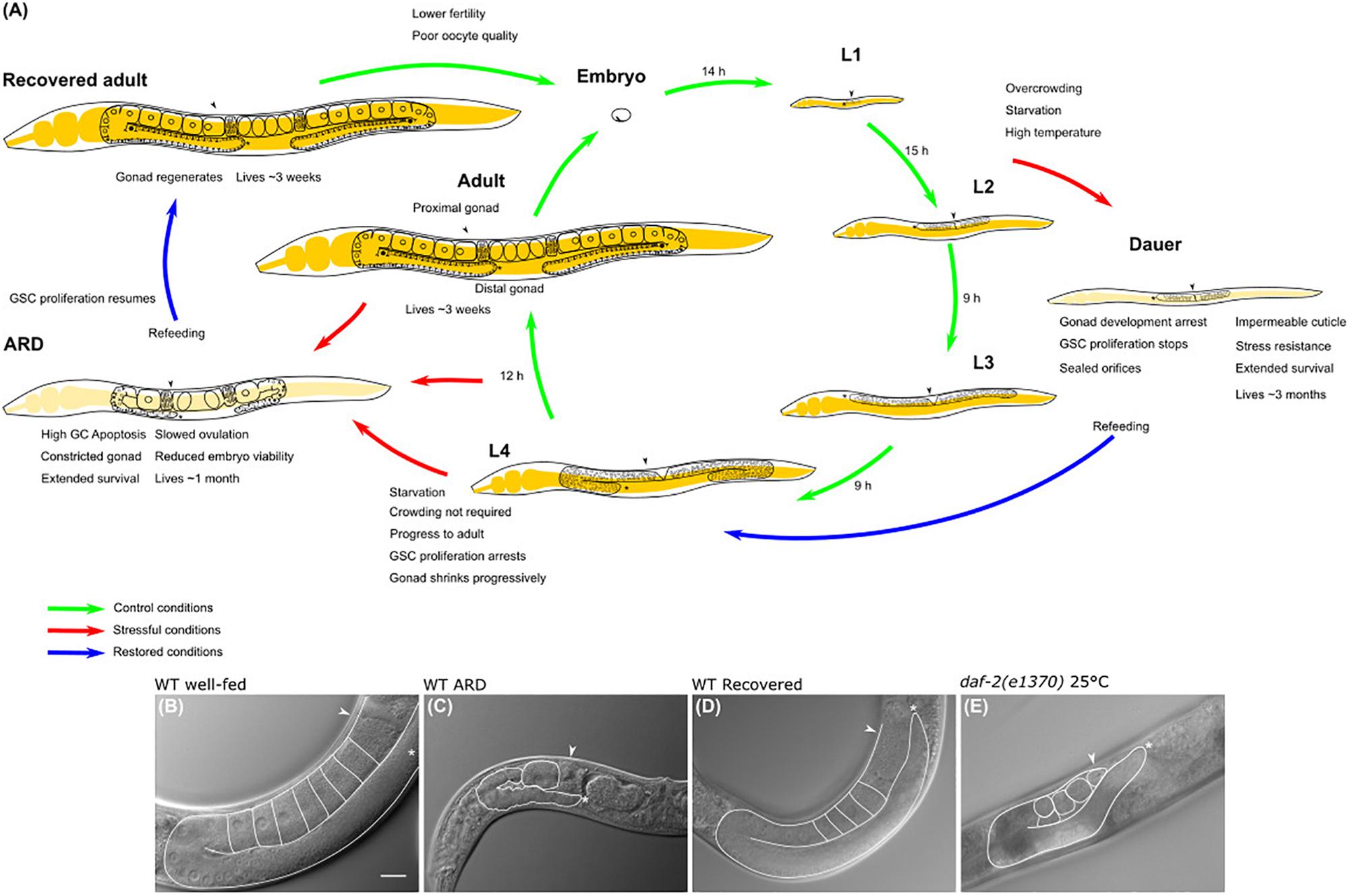 Frontiers | Insights Into the Hypometabolic Stage Caused by Prolonged  Starvation in L4-Adult Caenorhabditis elegans Hermaphrodites