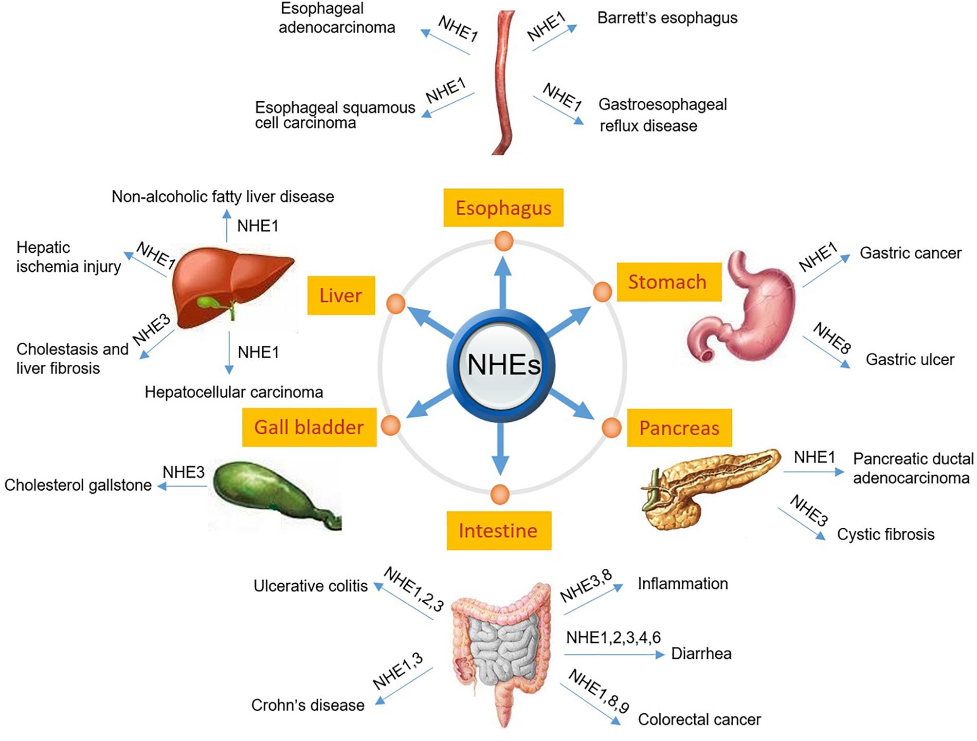 Frontiers Patho Physiology Of Na H Exchangers Nhes In The