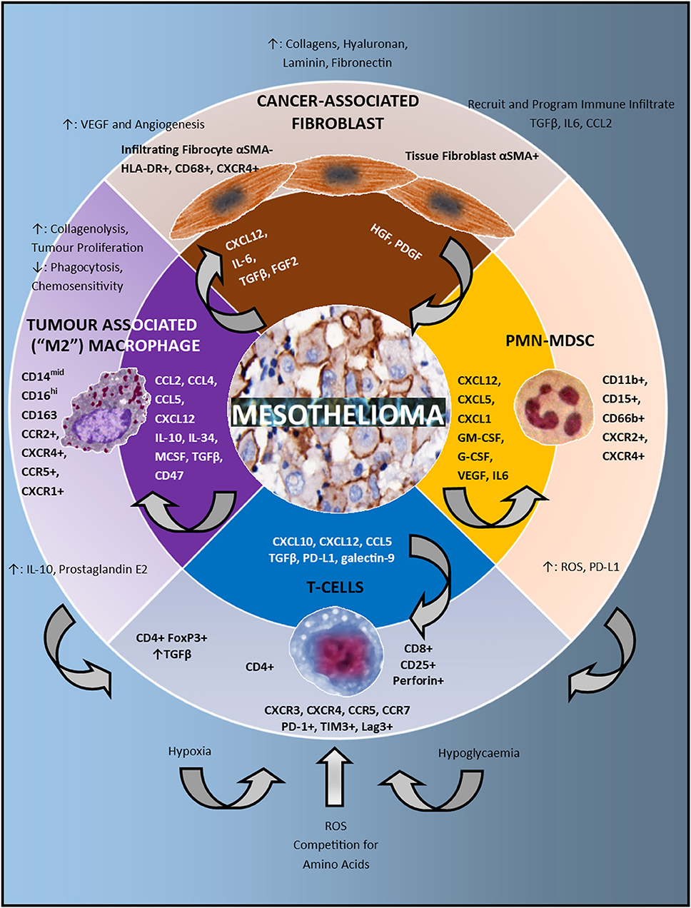 Maak plaats Bridge pier Klooster Frontiers | The Immune Microenvironment in Mesothelioma: Mechanisms of  Resistance to Immunotherapy